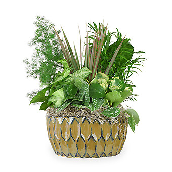 Plants